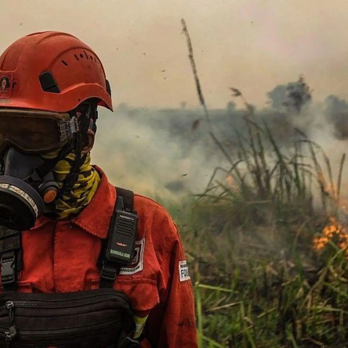 Photo: sriwijayatimes.id Mighty Earth Blames Land Conversion for Borneo Peatland Water Crisis